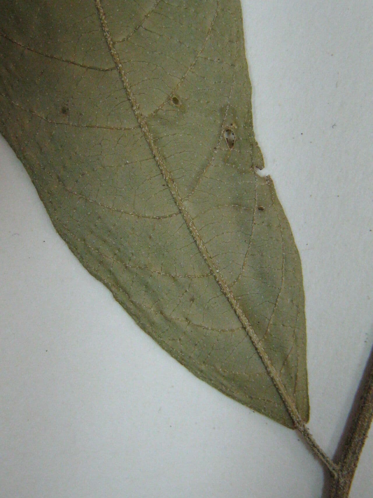 Croton 5