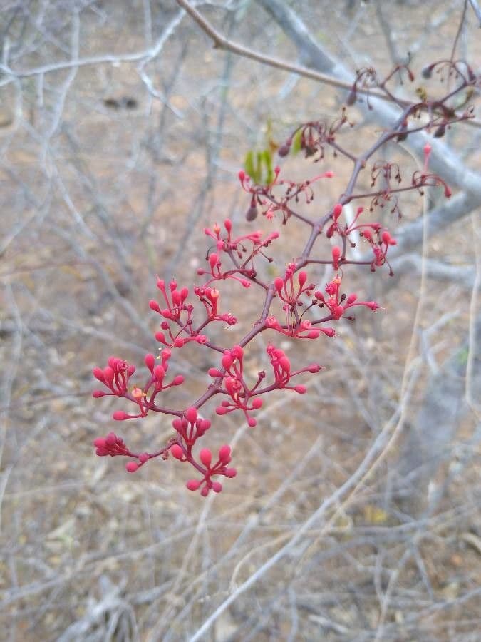 Cissus