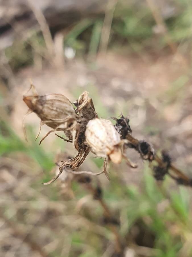 Conostomium 2