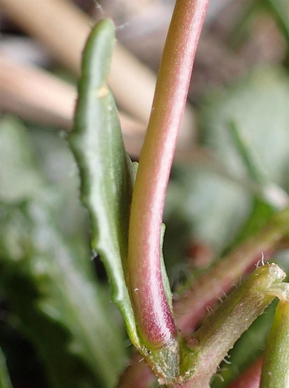 Arabis scabra 18