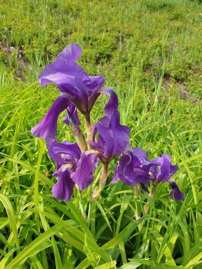 Iris de Perrier 3