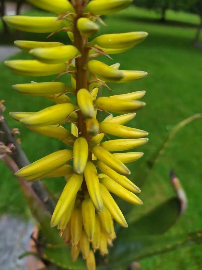 Aloe vera
