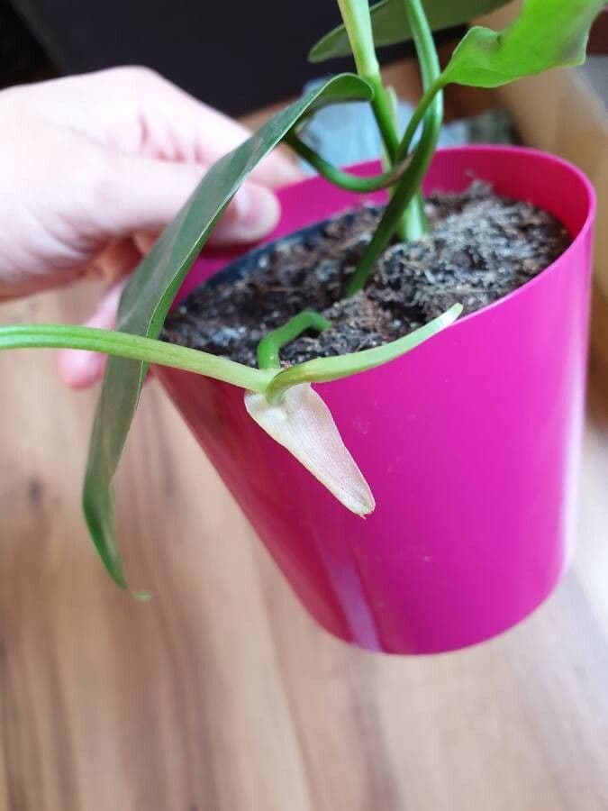 Philodendron 19