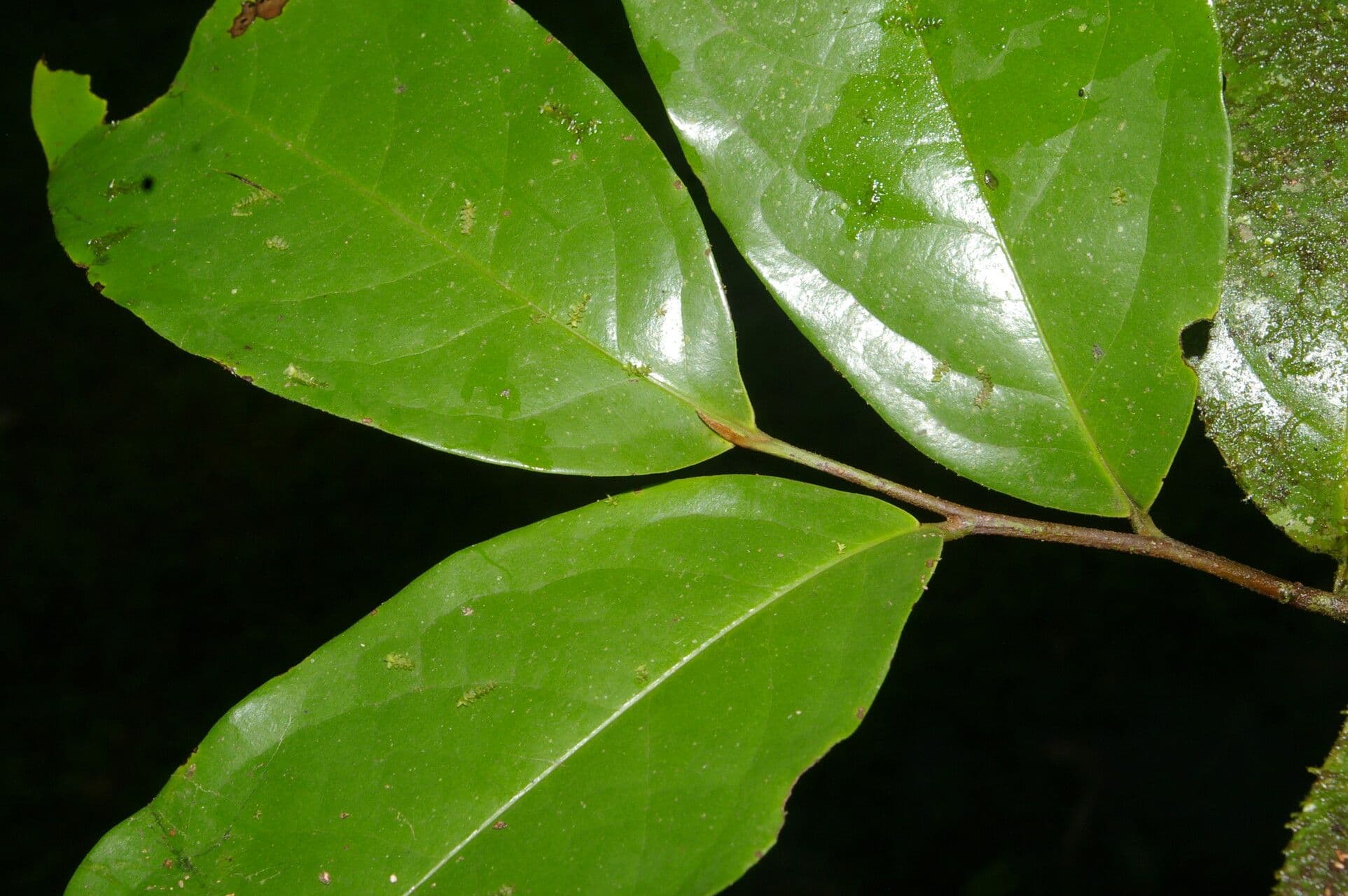 Desmopsis 10