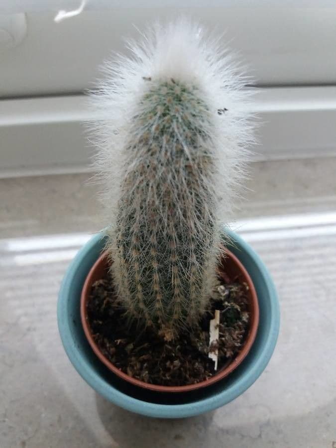 Espostoa lanata 6