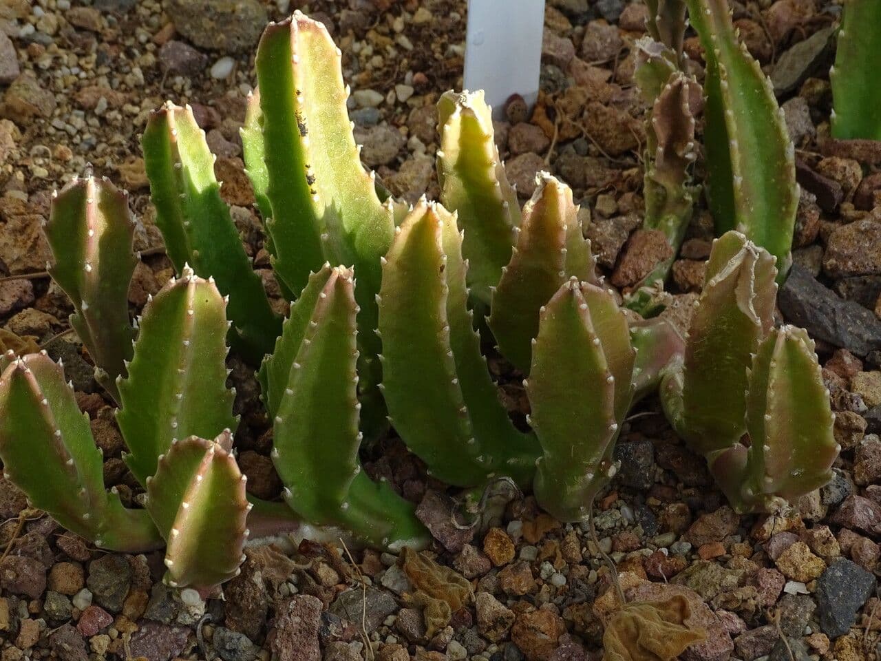 Stapelia gigantea 10