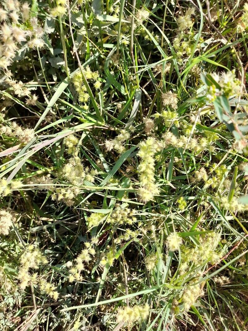 Cenchrus biflorus 28