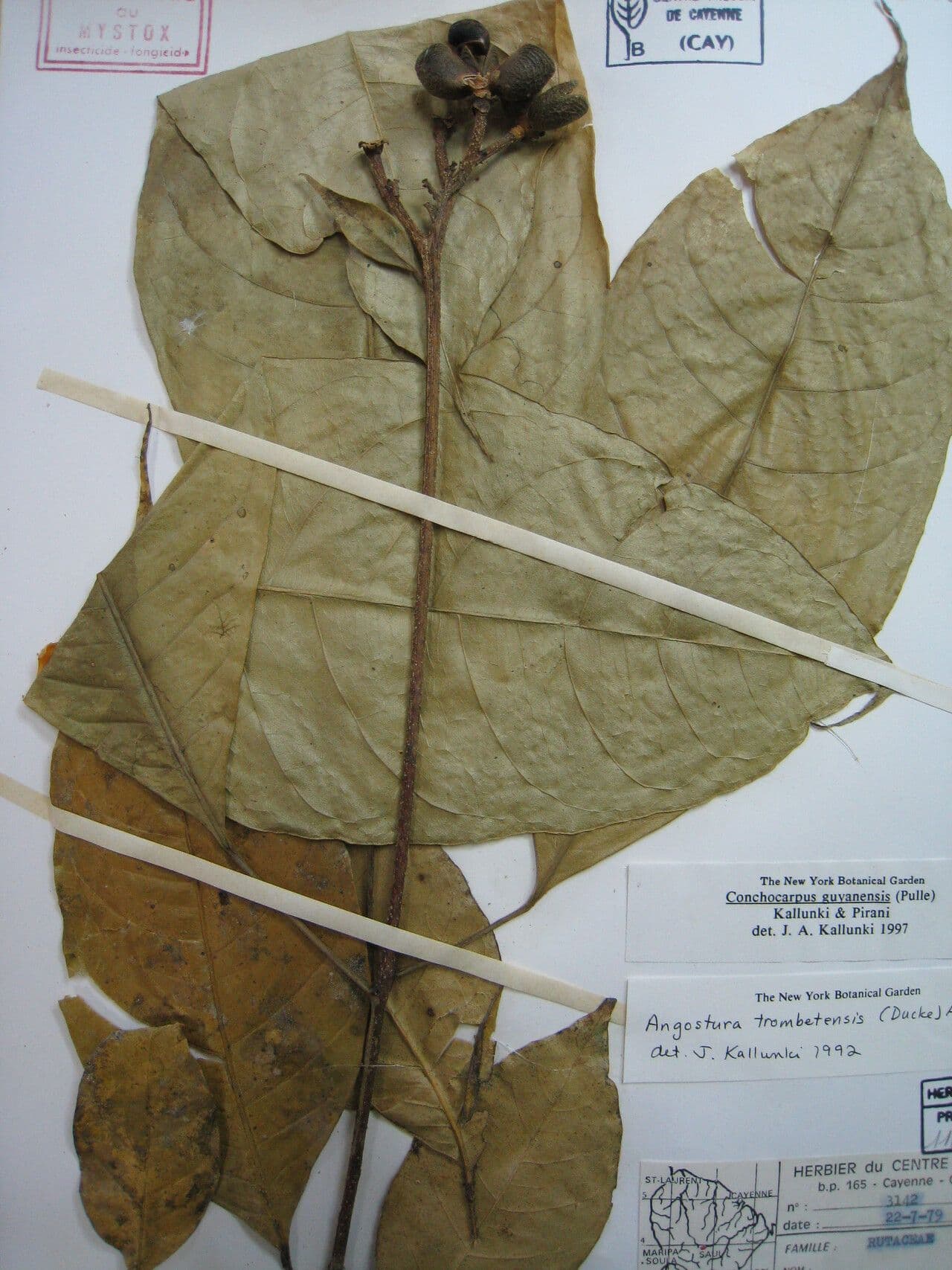 Conchocarpus 21