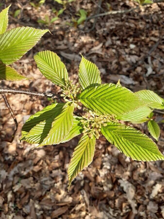 Thomsonaria kalonevrová 16