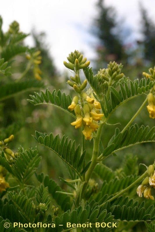 Astragalus penduliflorus 22
