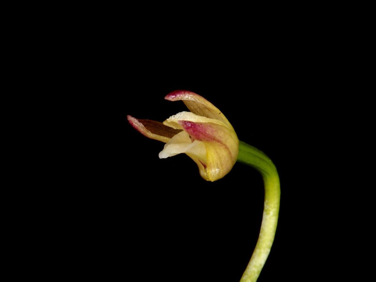 Dendrobium