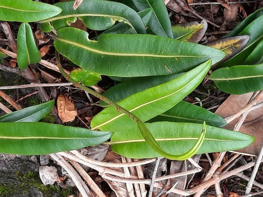 Elaphoglossum 6