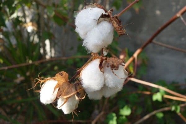 Cotone arabo 2