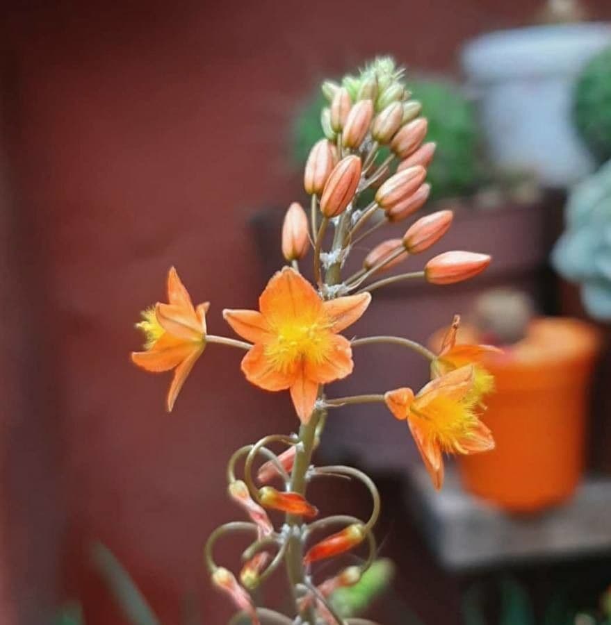 Bulbine arbustiva 6