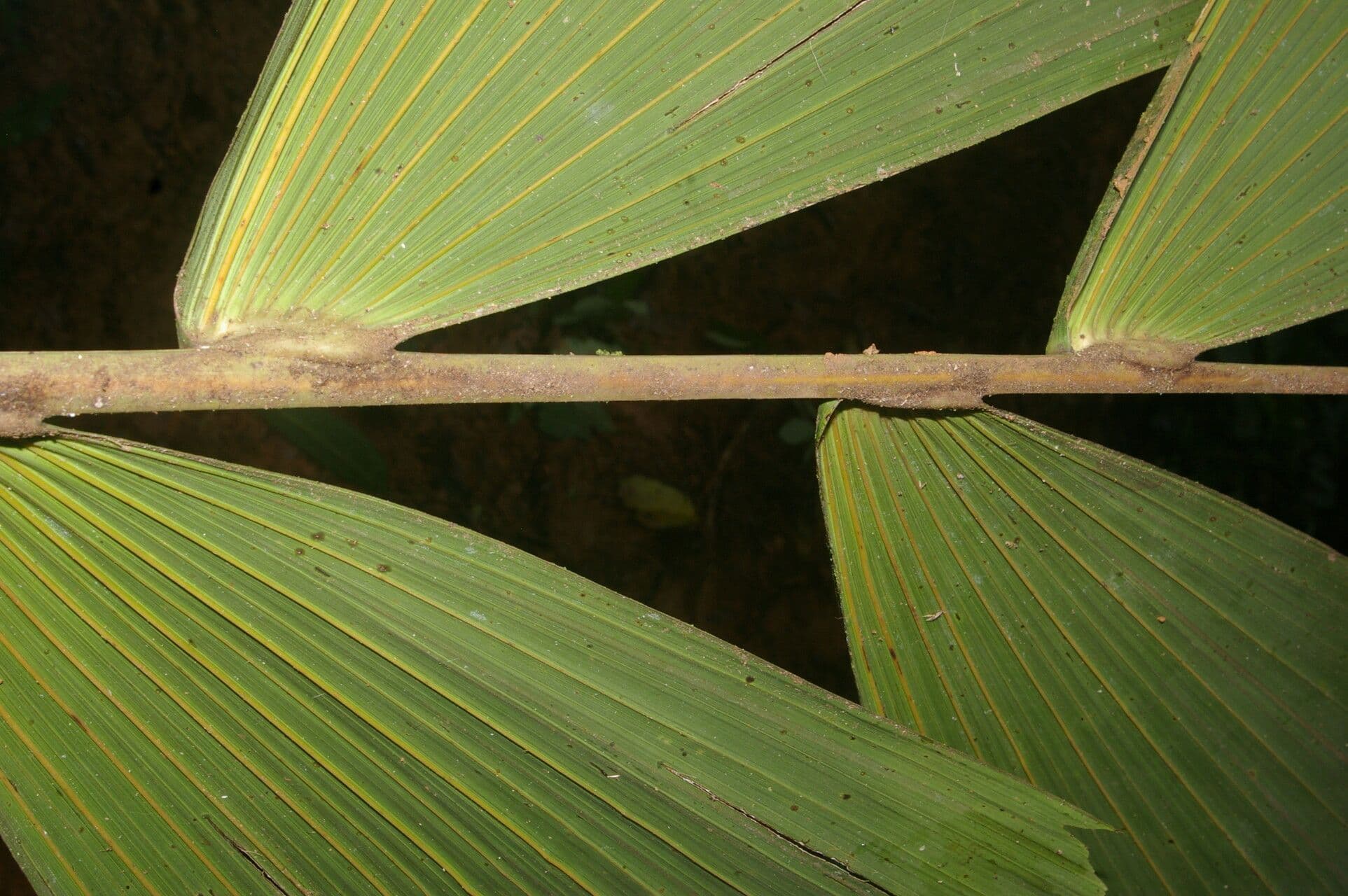 Sokratea naga 11