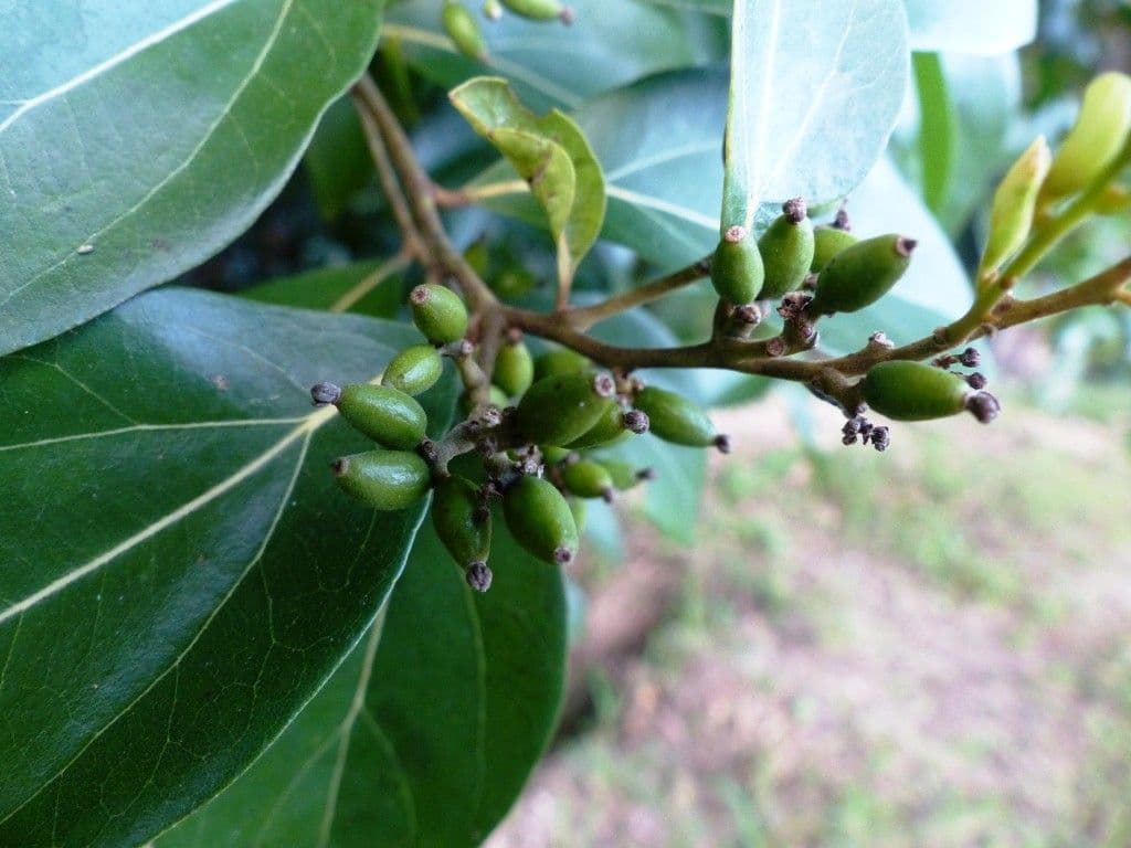 Cryptocarya di Lifou 2