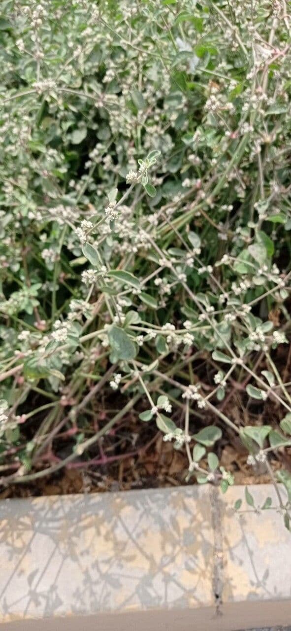 Alternanthera sessilis 25