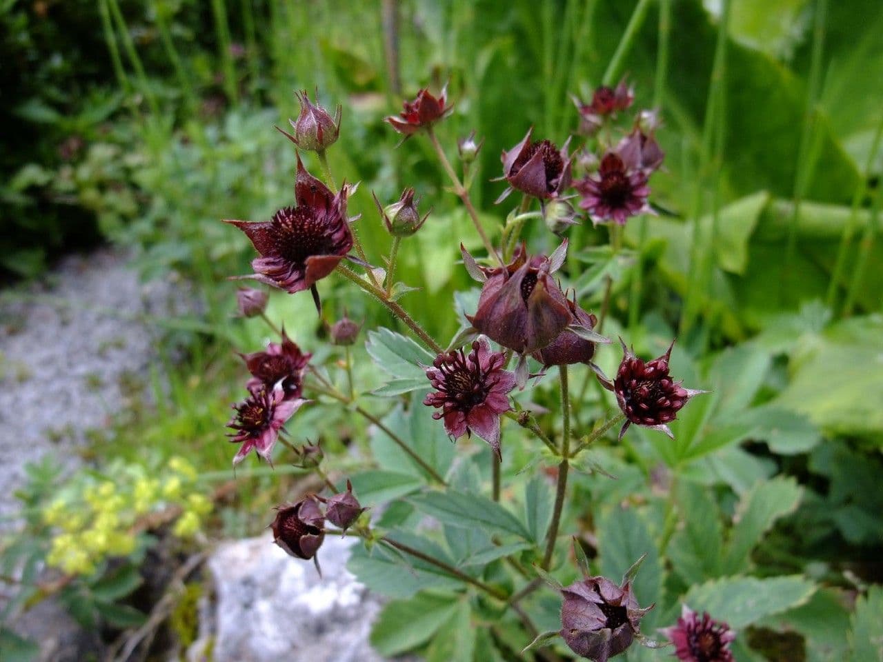 Cinquefoglie delle paludi 12