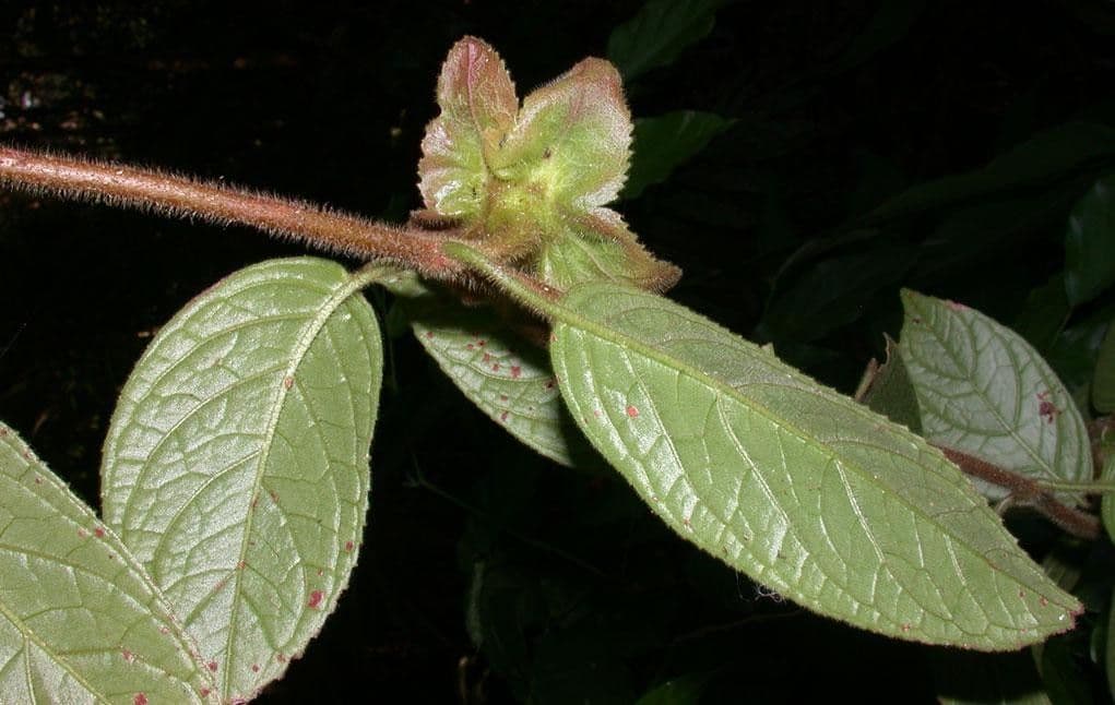 Drymonia alloplectoides 23