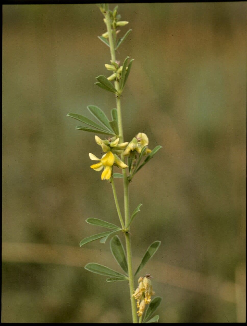 Eriosema