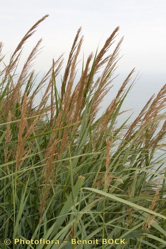 Arundo 12