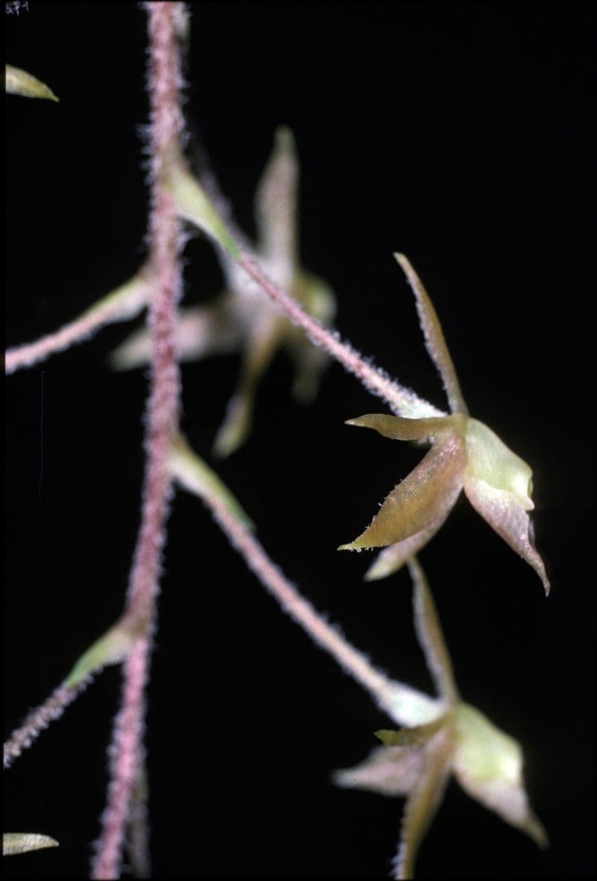 Epidendrum 4