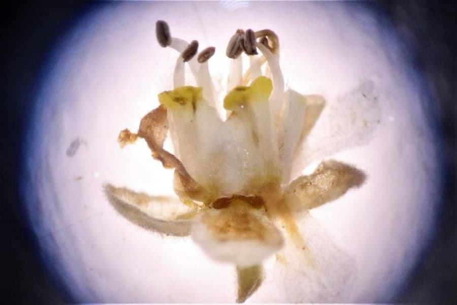 Serjania 4