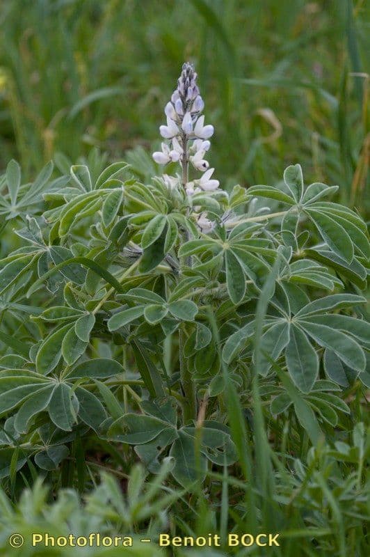 Weiße Lupine 24