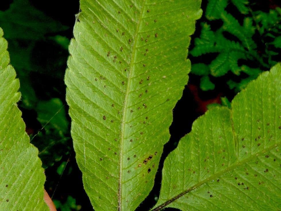 Thelypteris 3
