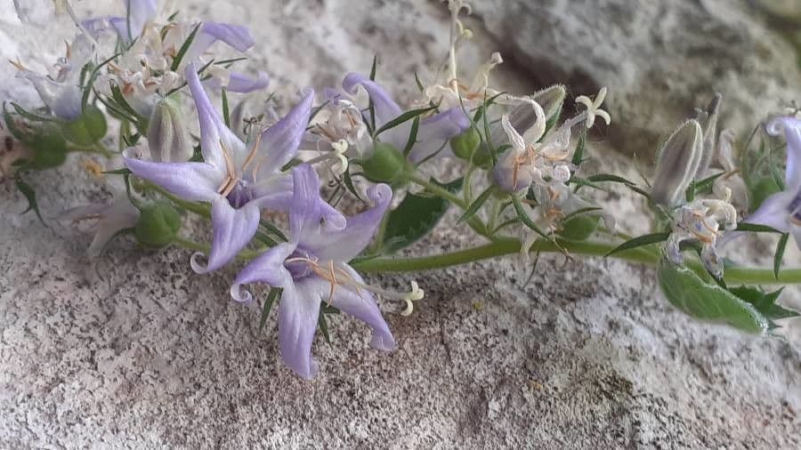 Campanula 3