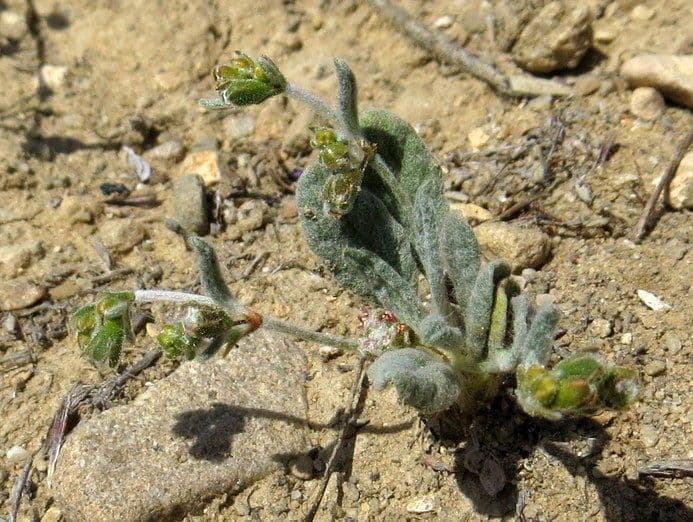 Eriogonum 3