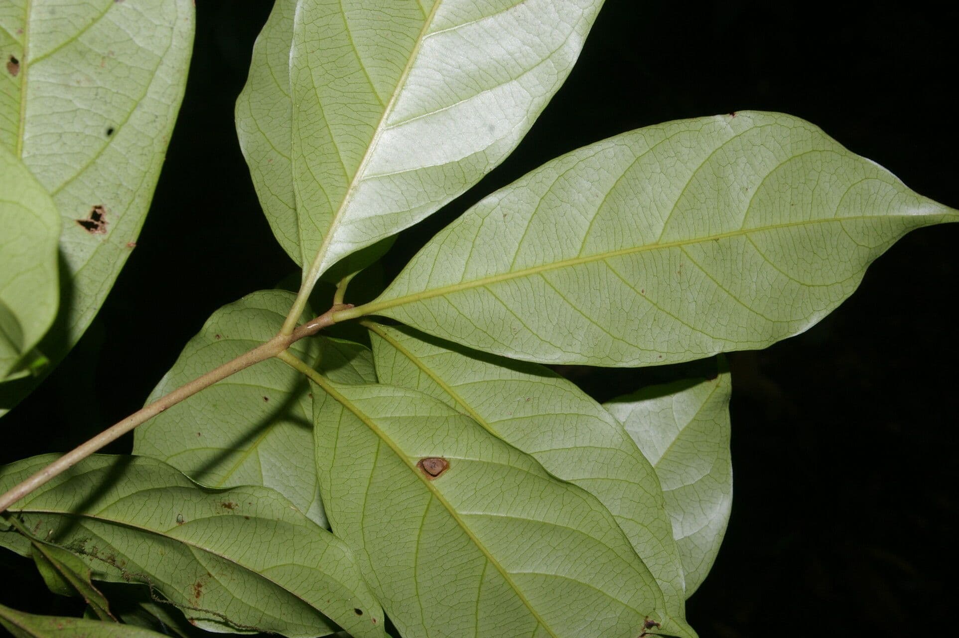 Pouteria 13