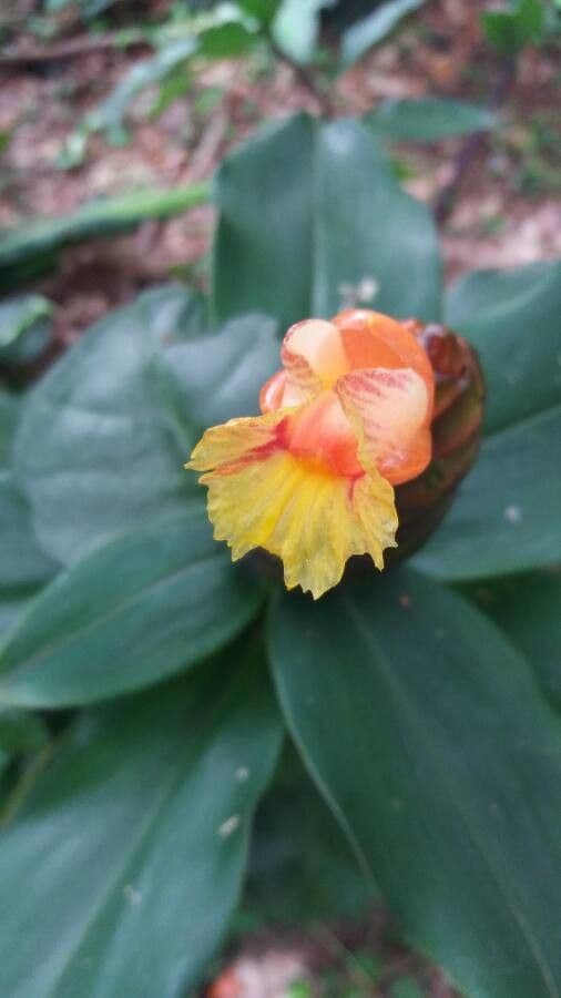 Costus 2