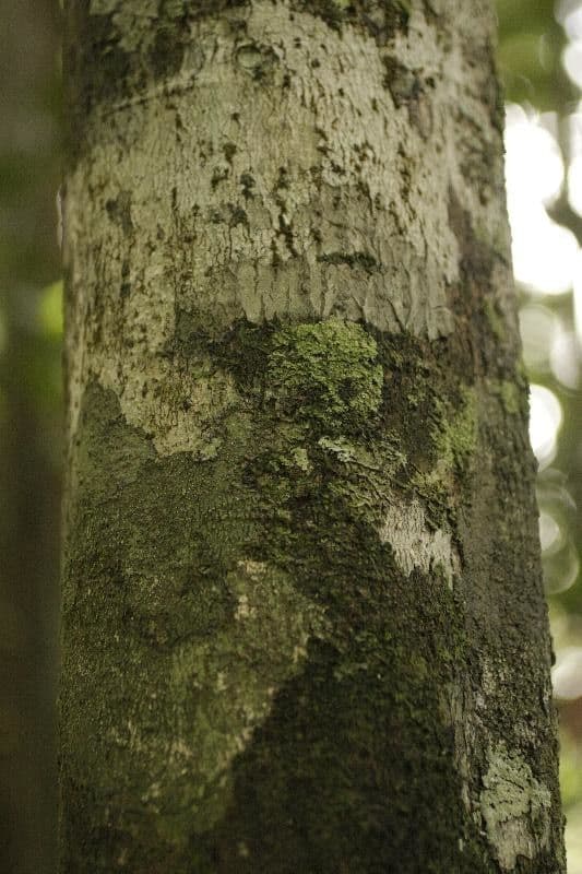 Houx de Guyane 5