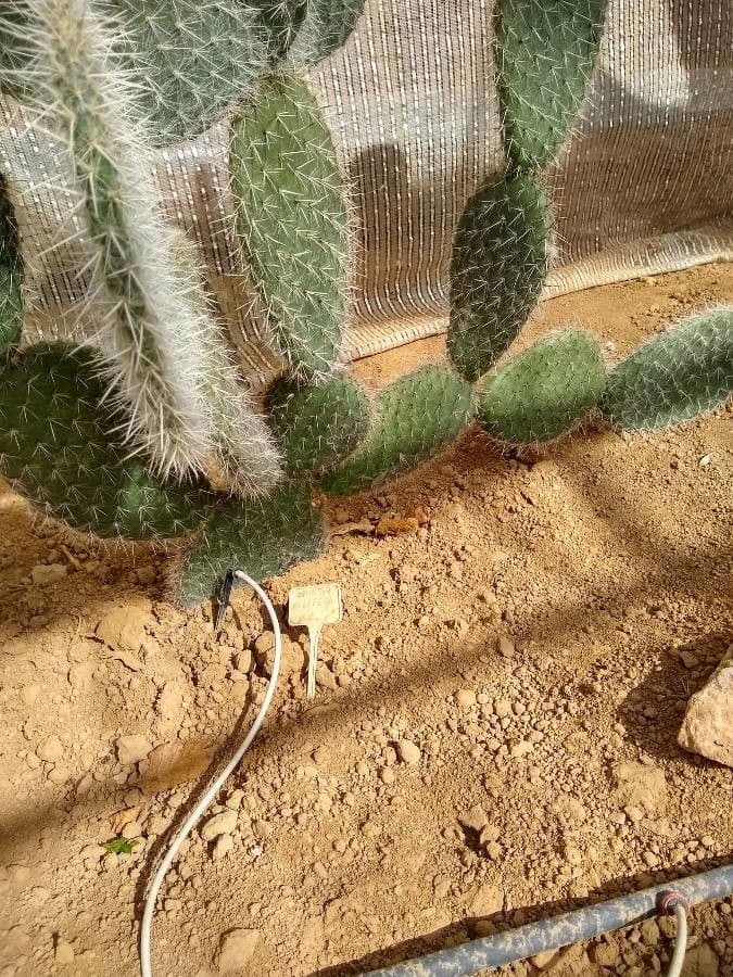 Opuntia pilifera 10