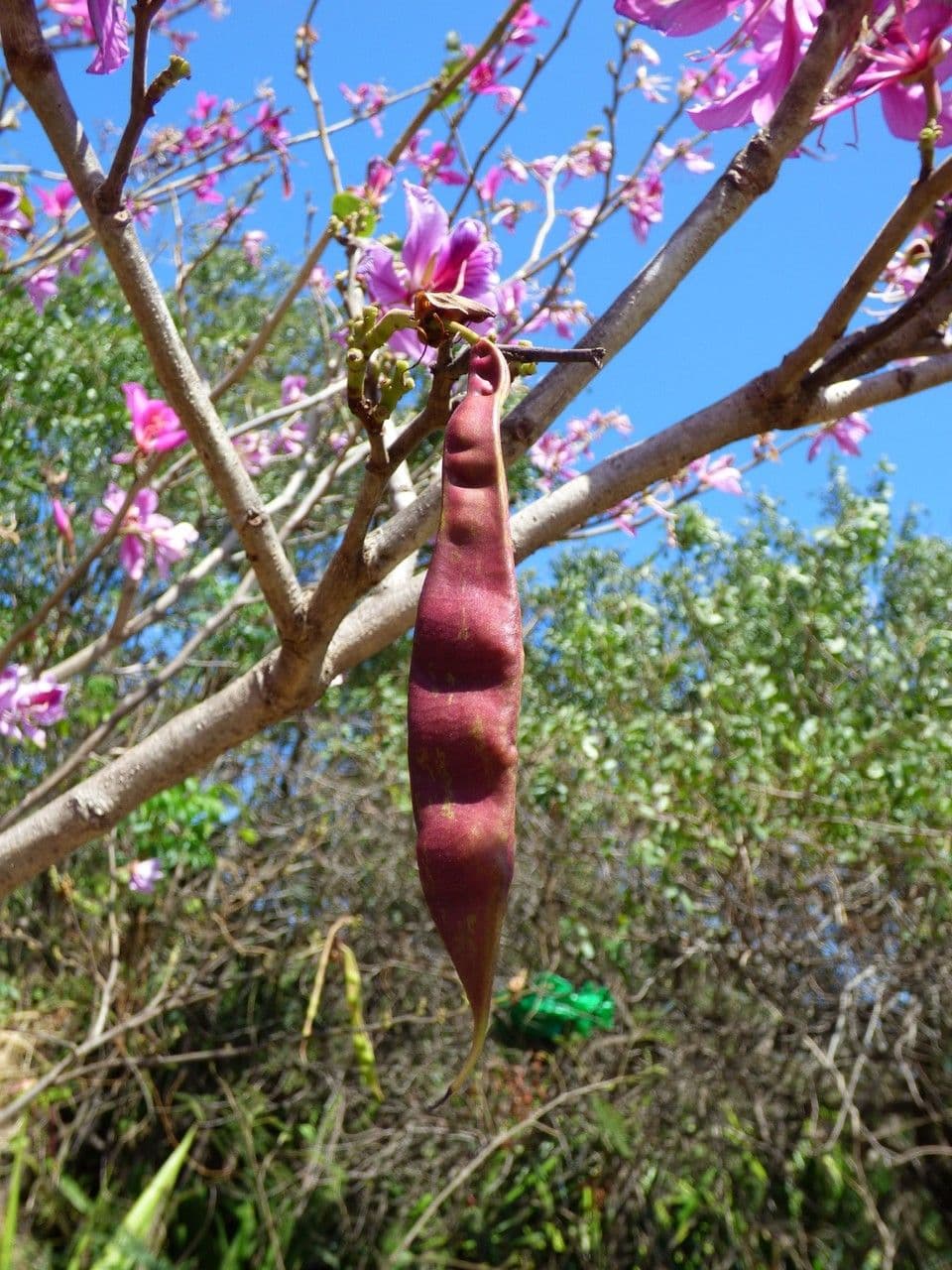 Bauhinia variegata 2