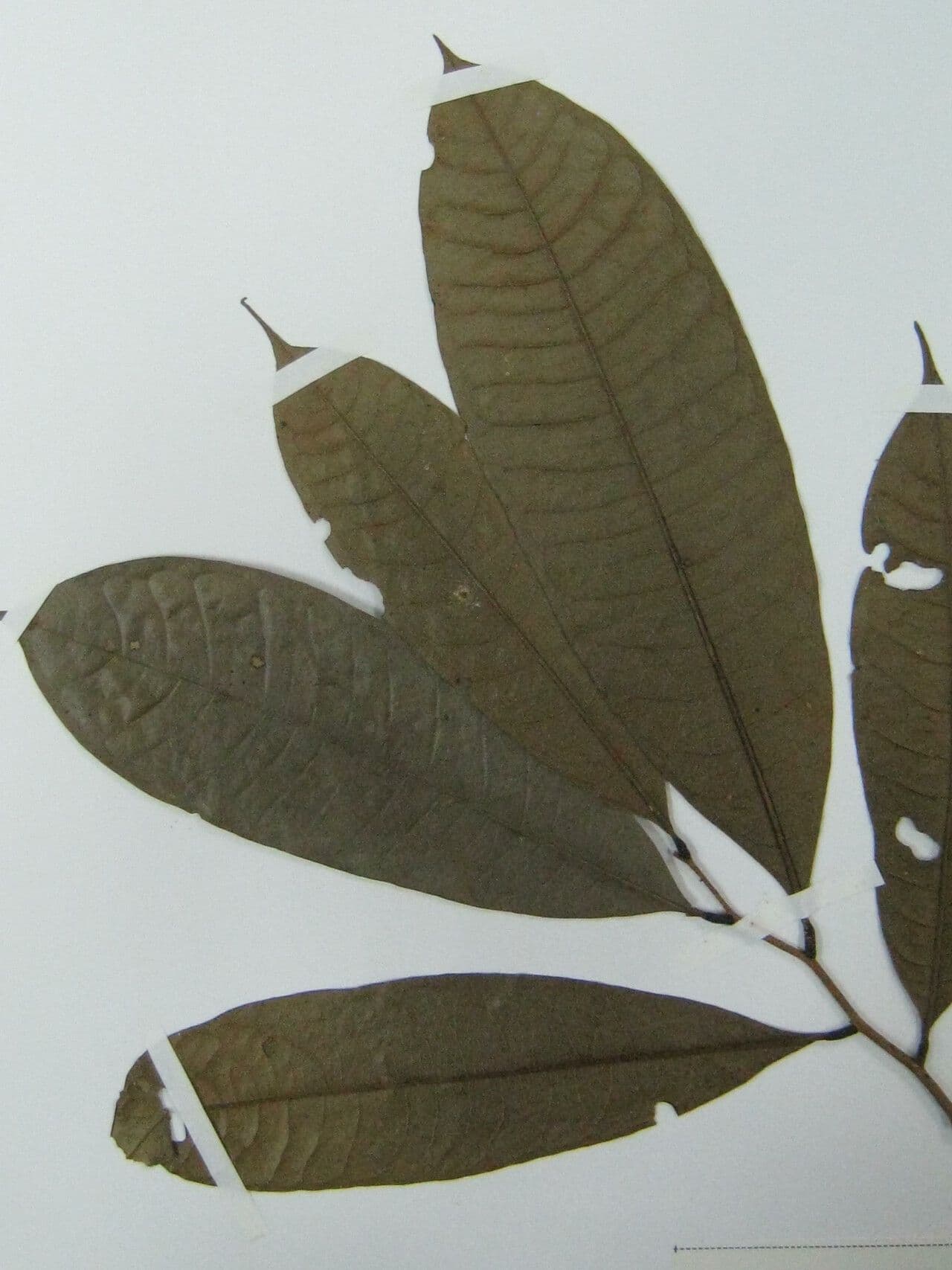 Duguetia 2