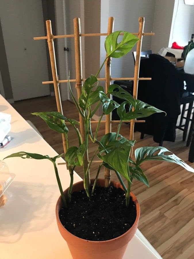 Monstera adansonii 11