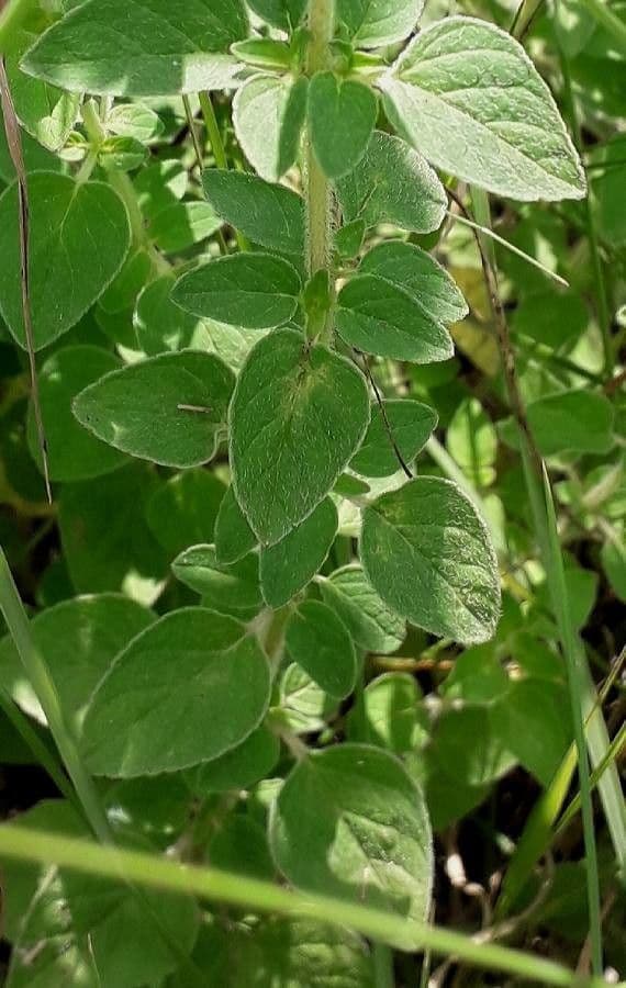 Oregano 19