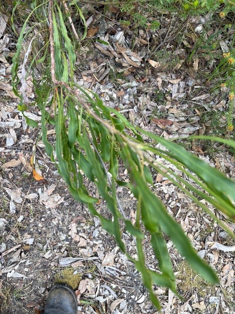 Conospermum de hoja larga 5