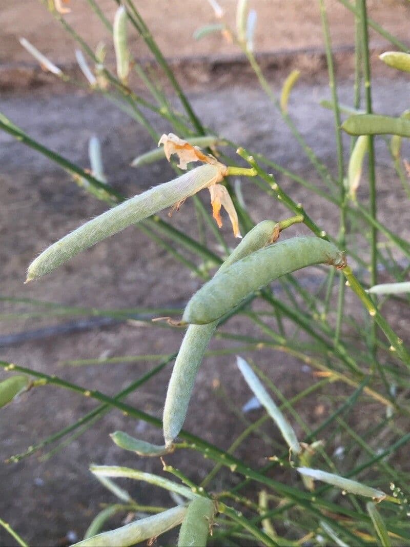 Ginestra radiata
