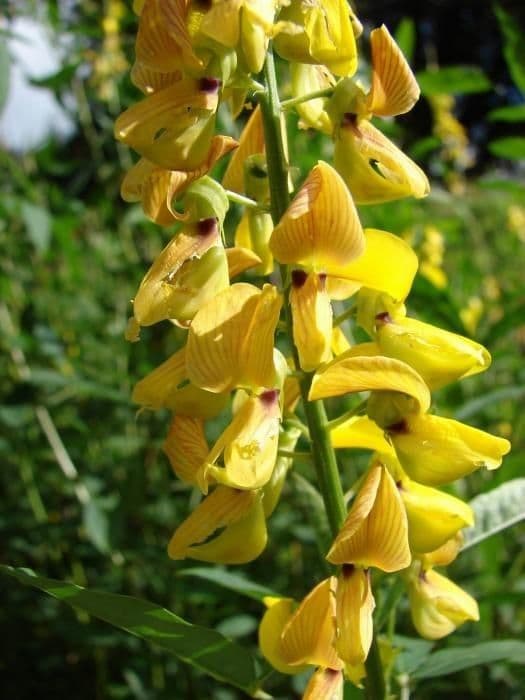 Crotalaria trichotoma 3