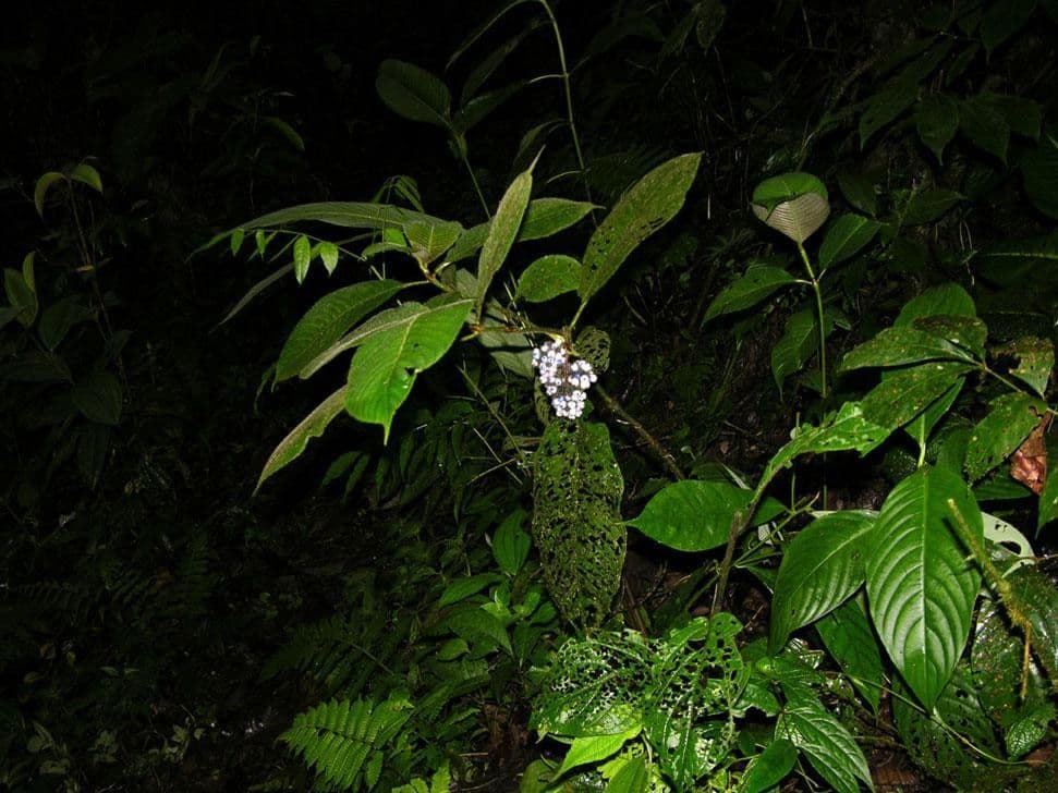 Psychotria 12