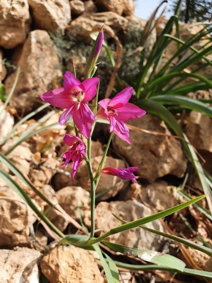 Illyrische Gladiole 4