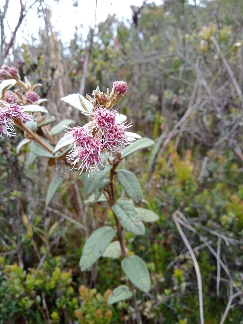 Ageratina 3