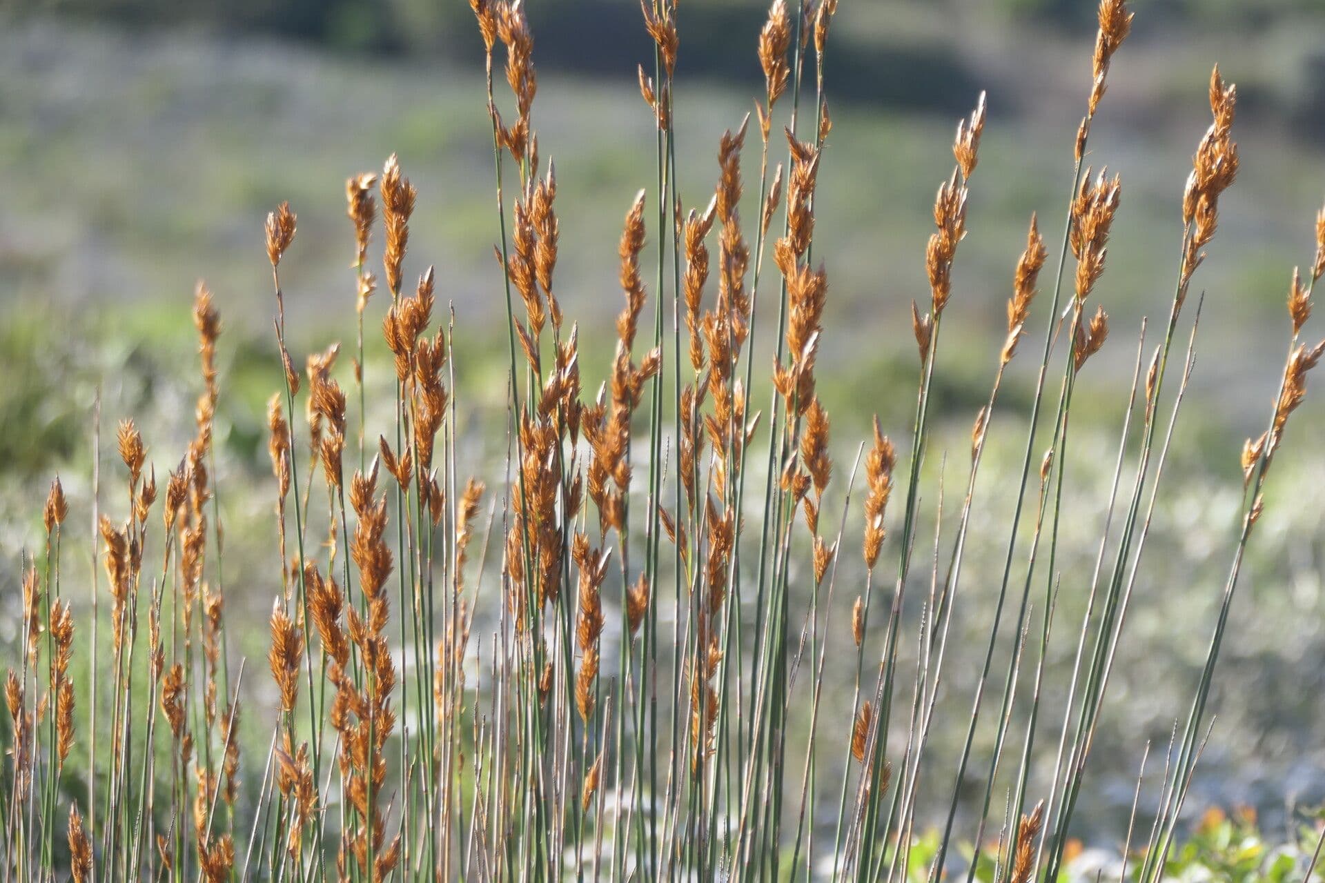 Thamnochortus 4