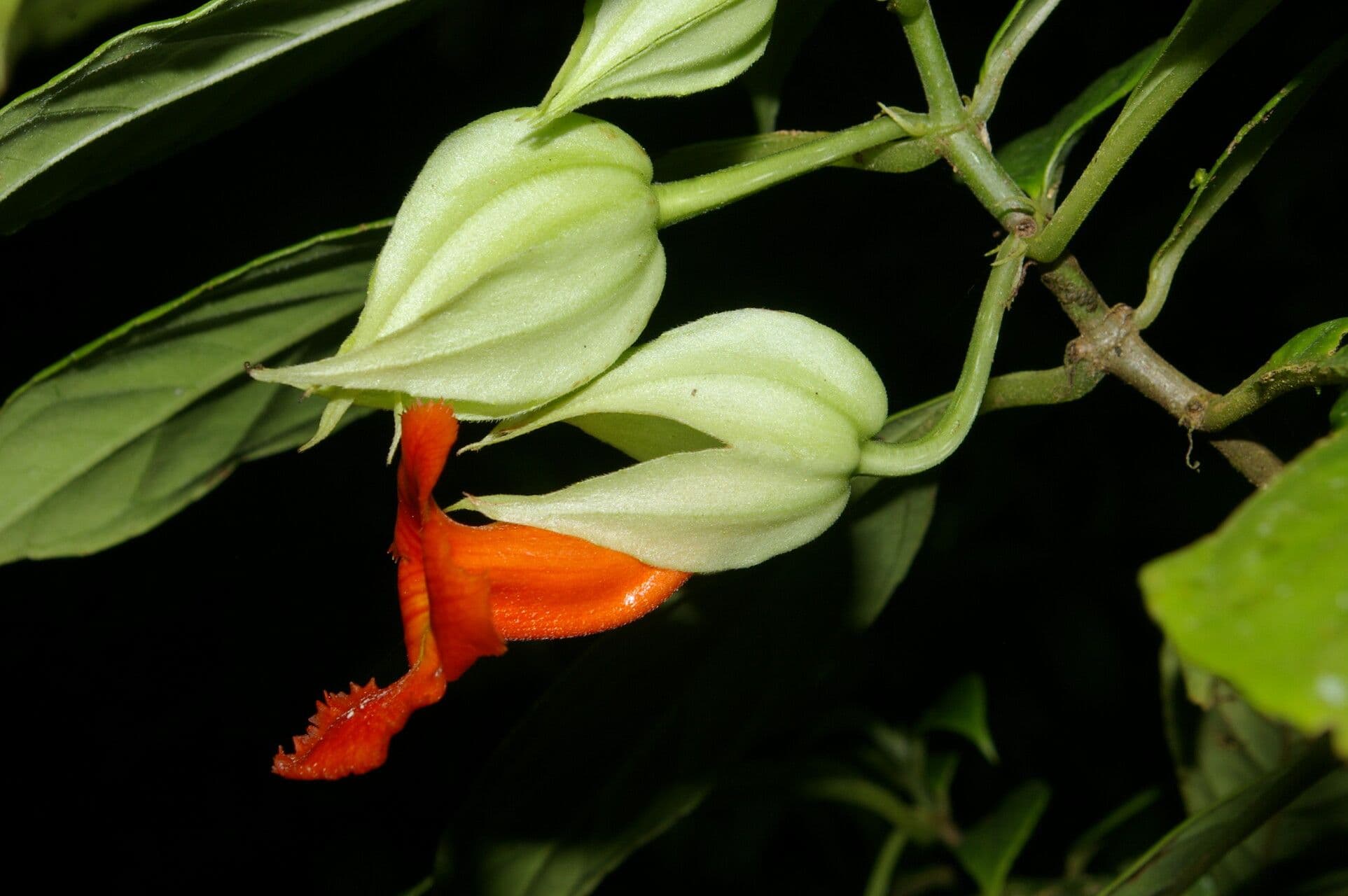 Drymonia 7