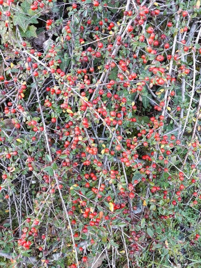 Cotoneaster 29