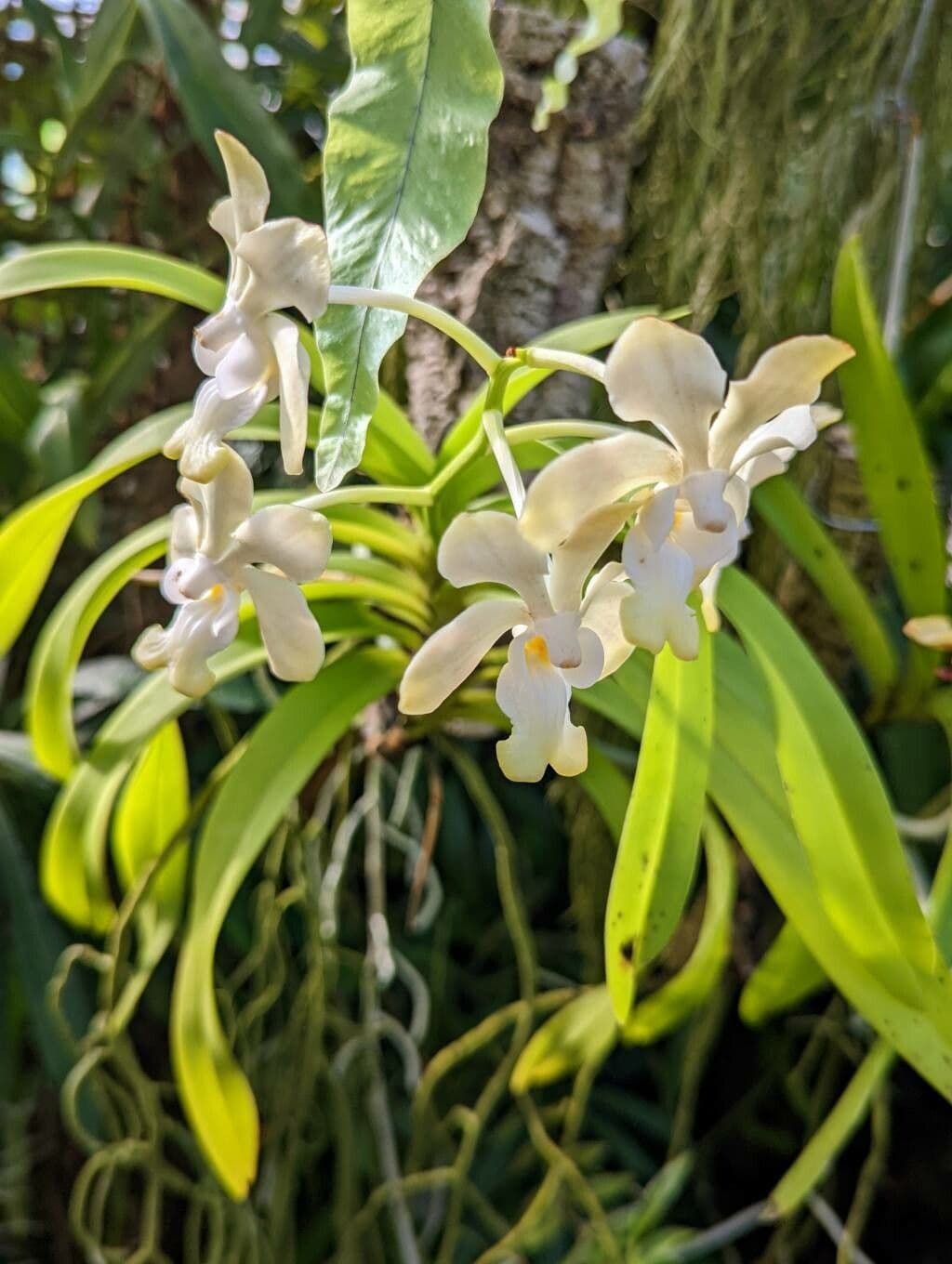 Vanda Denisona 2