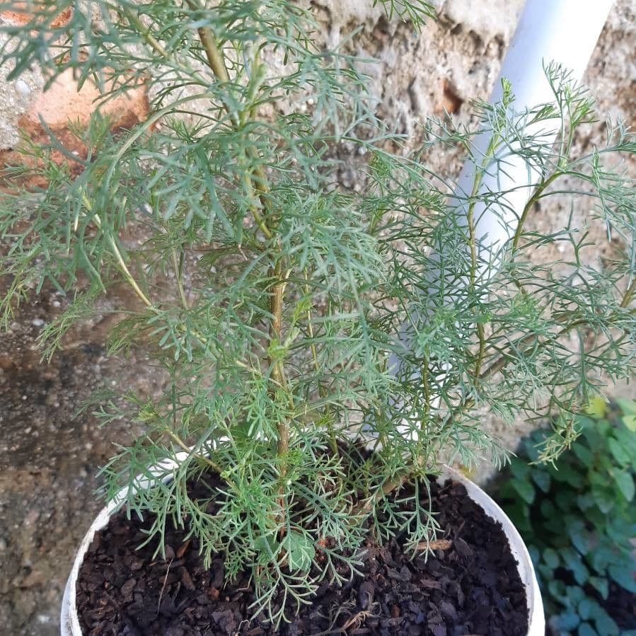 Weiße Artemisia 26